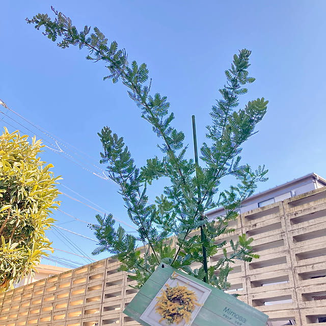 bonobono54さんの実例写真