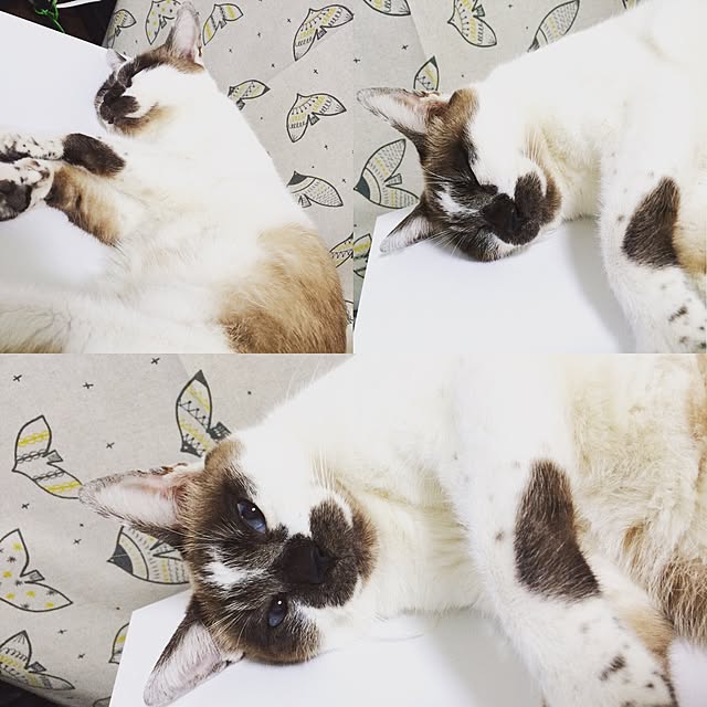 Manamiさんの実例写真