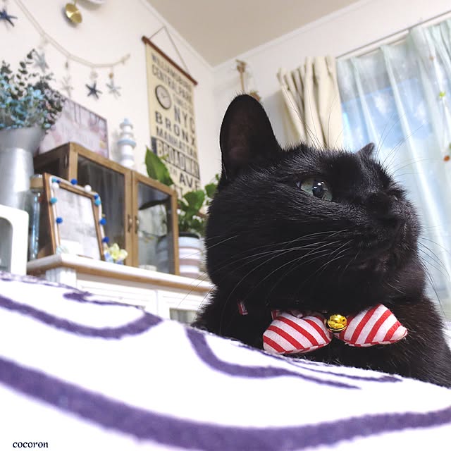 cocoronさんの実例写真