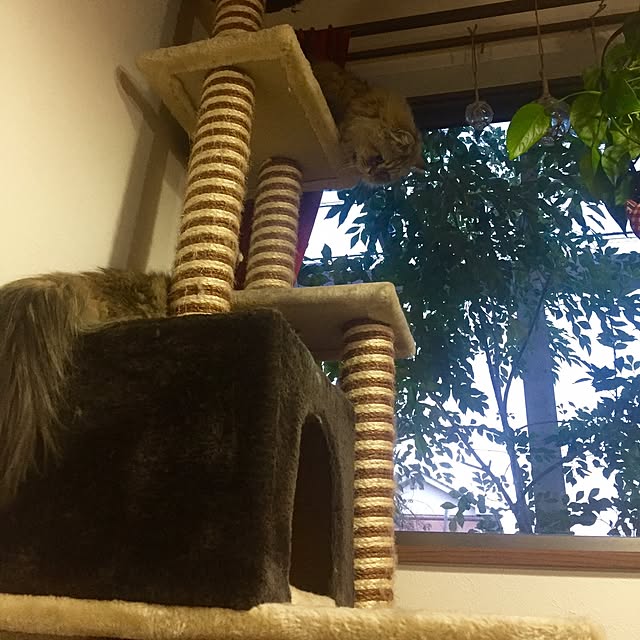 butachanさんの実例写真