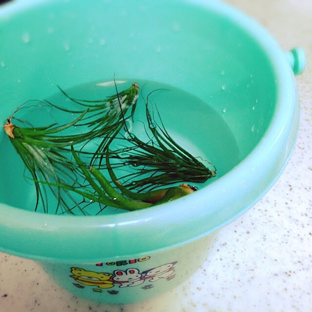 fish.さんの実例写真