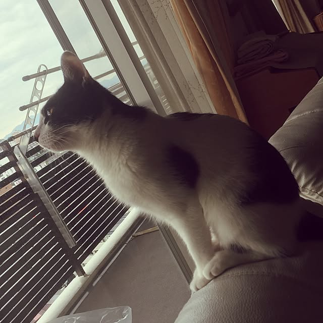candyさんの実例写真