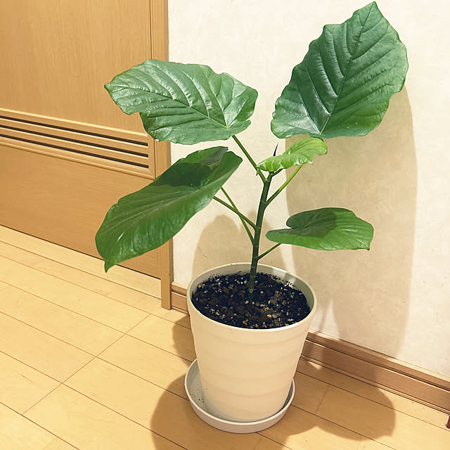 Sayasseさんの実例写真