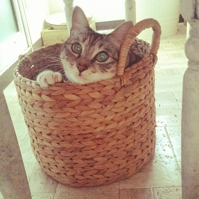 annさんの実例写真