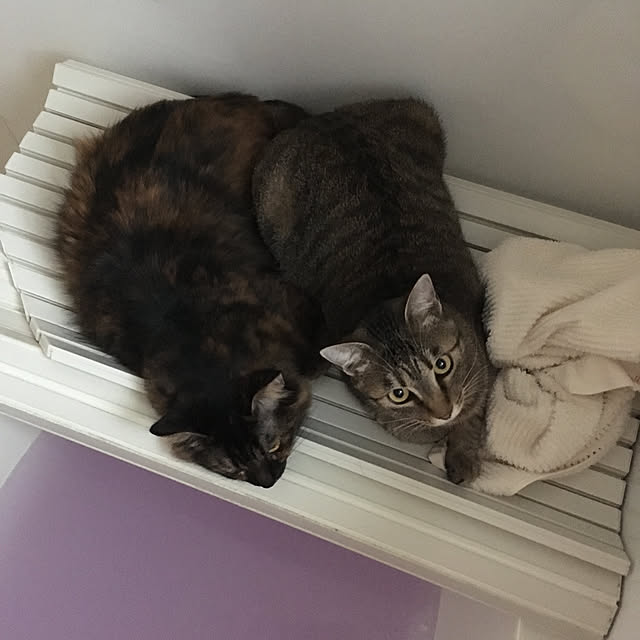 mikomaruさんの実例写真