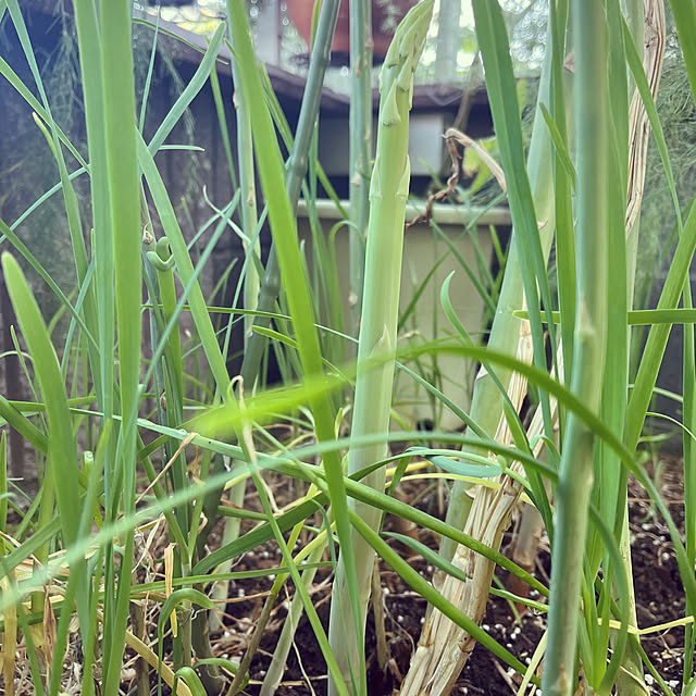 seiseiさんの部屋