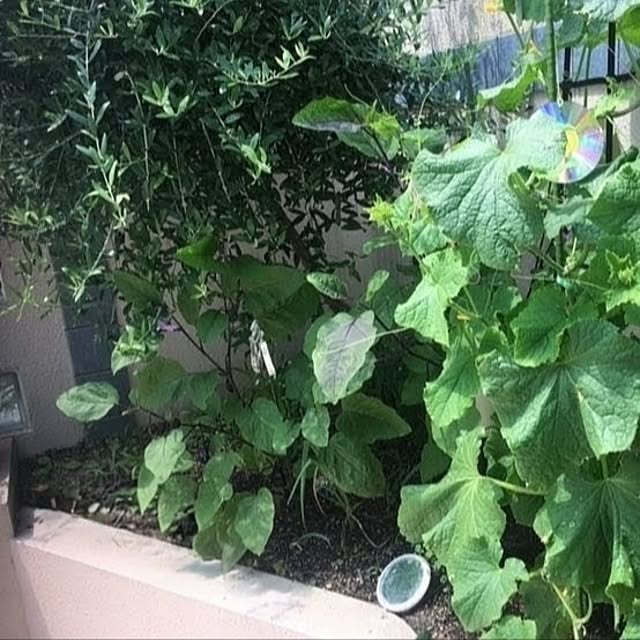 manaさんの実例写真