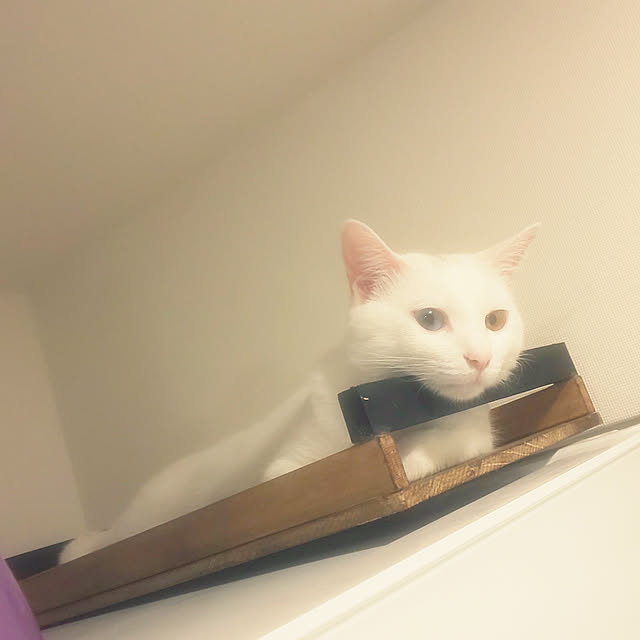 necoさんの実例写真