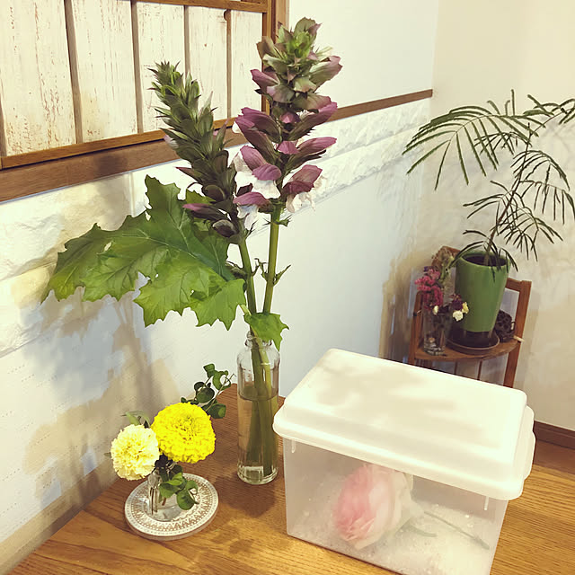 ayayayayaさんの実例写真