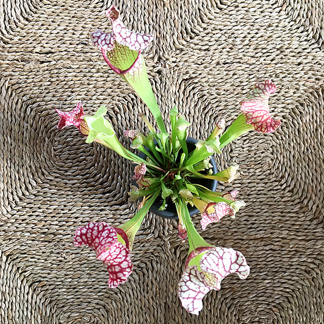hira_muji_mihiさんの実例写真
