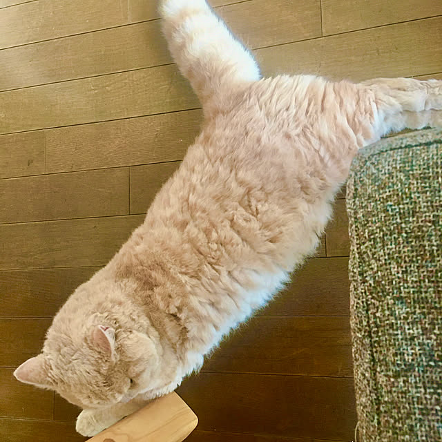 naokoさんの実例写真