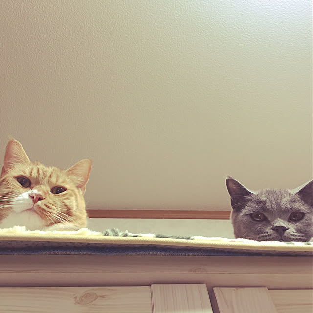 CATさんの実例写真