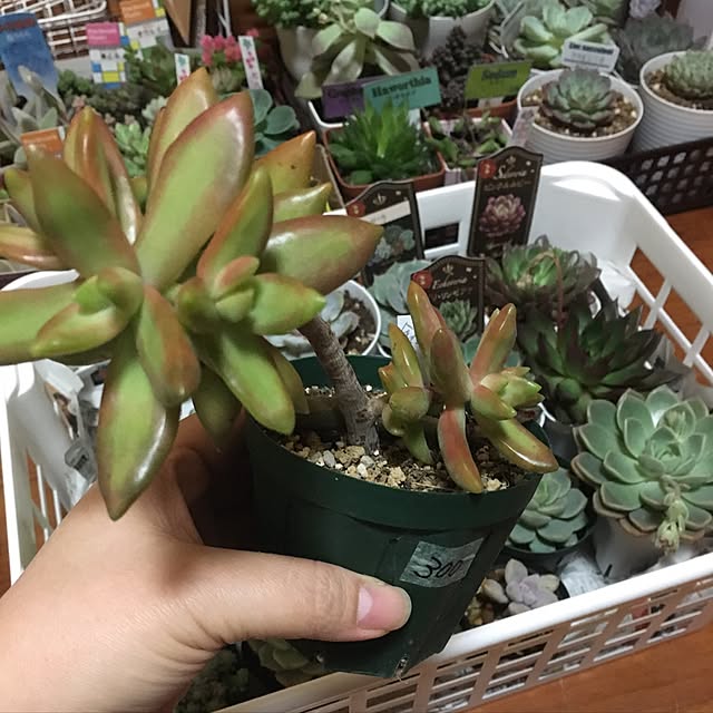 CHIROさんの実例写真