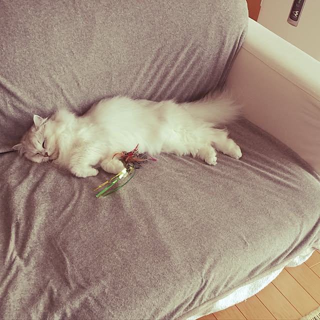 joanriさんの実例写真