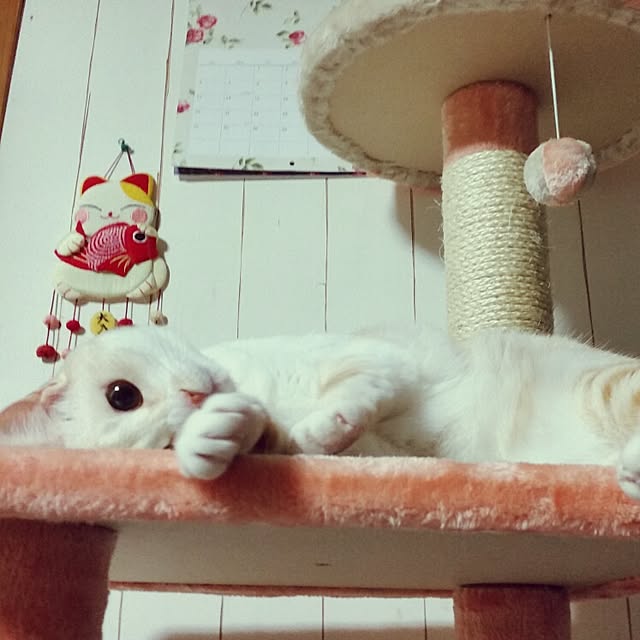 kinakoさんの実例写真