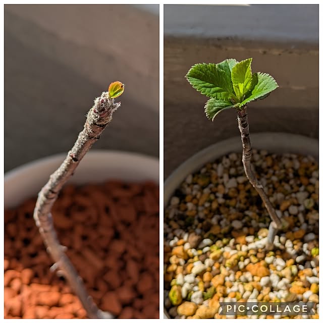 mi-saさんの部屋