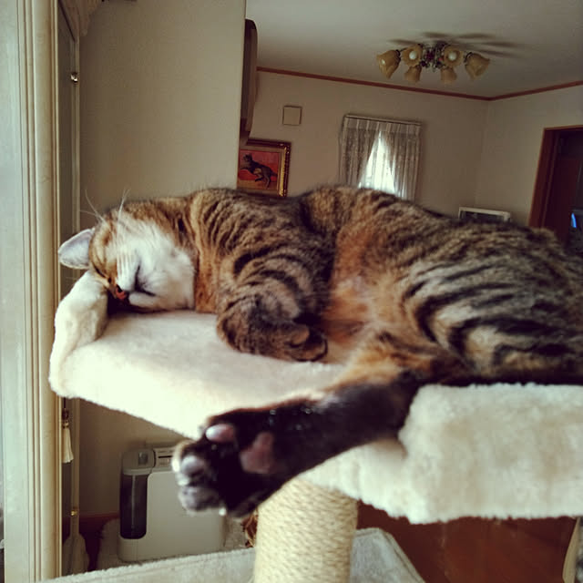 lilyさんの実例写真