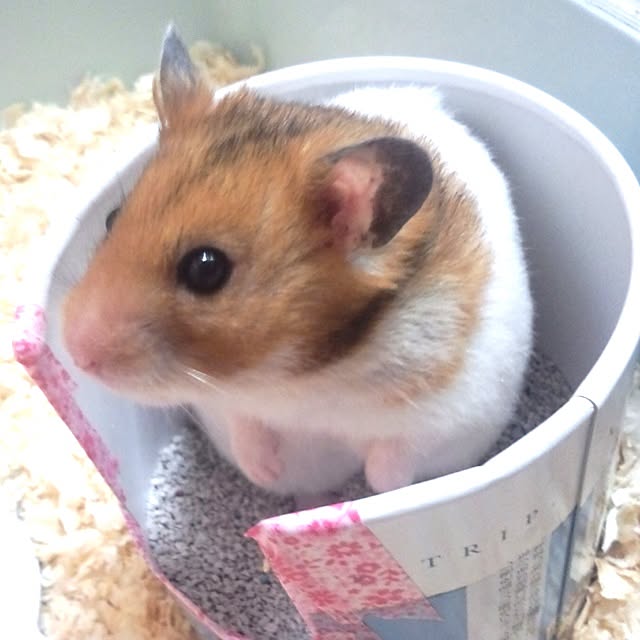 bichunosukeさんの実例写真