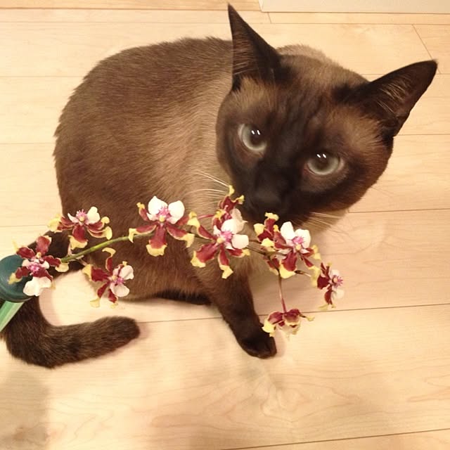 dodoさんの実例写真