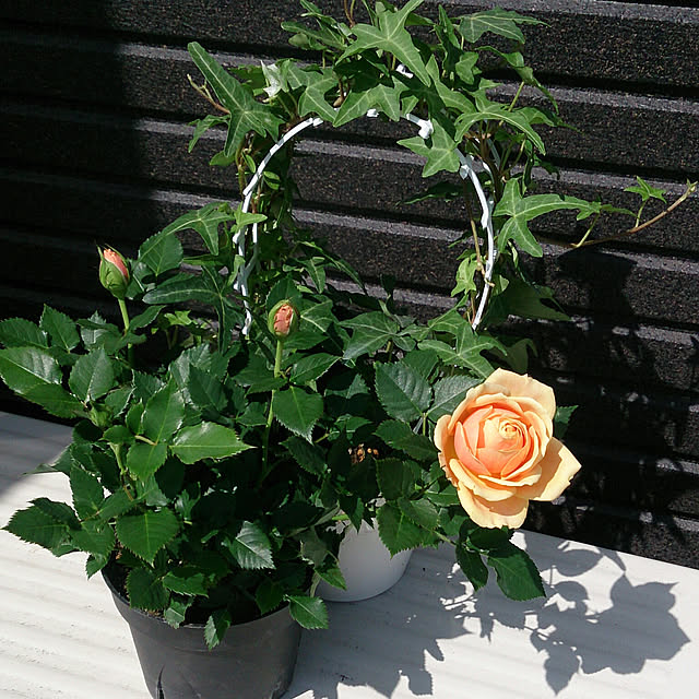 yellowflowerさんの実例写真