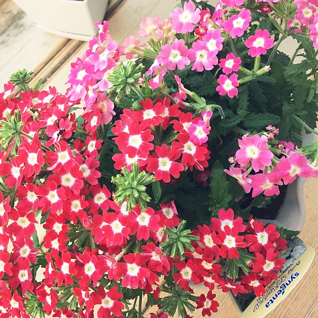 noa.mamaさんの実例写真