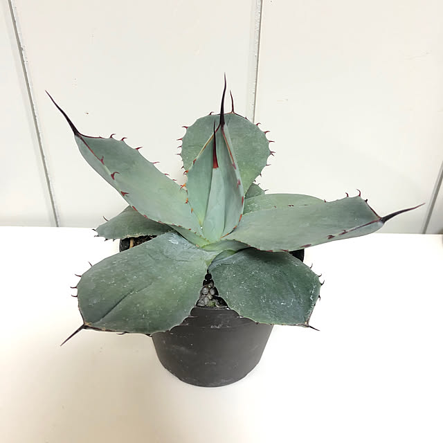 Riiさんの実例写真