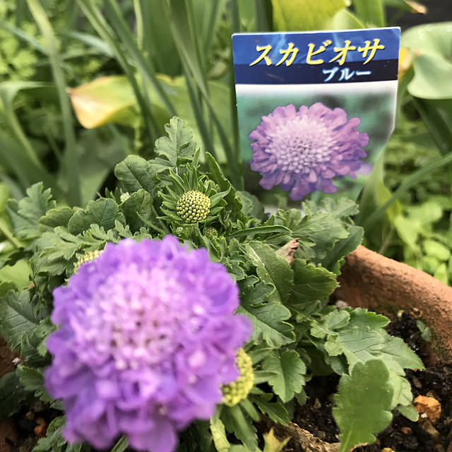 sakura1116さんの実例写真
