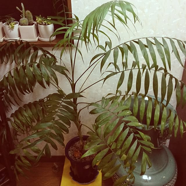 RumRaiginさんの実例写真