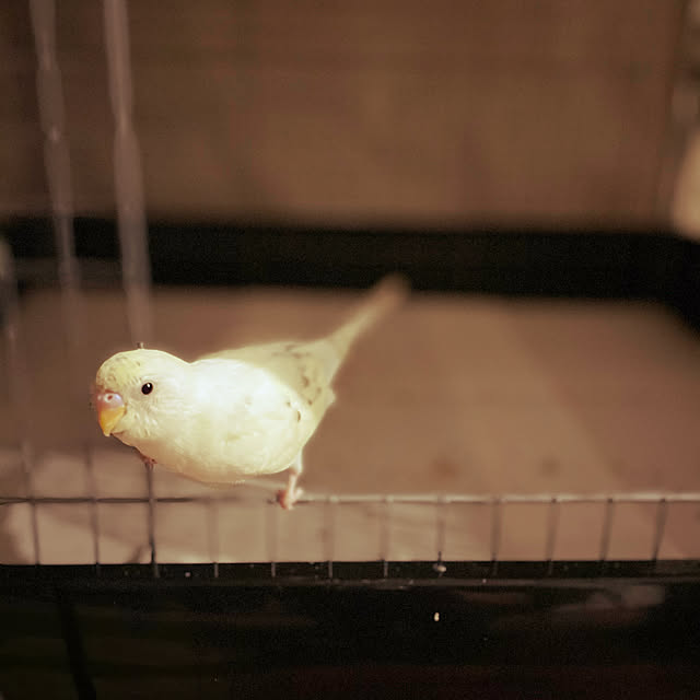 mappyさんの実例写真