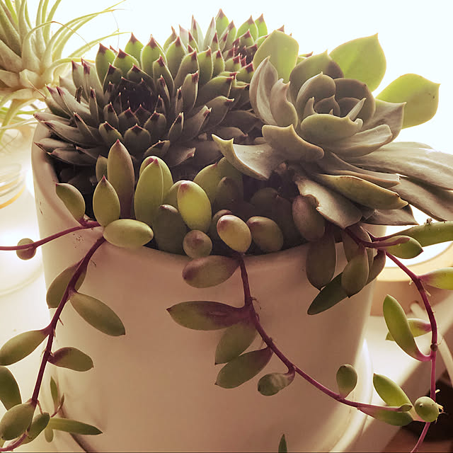 life-with-greenさんの実例写真