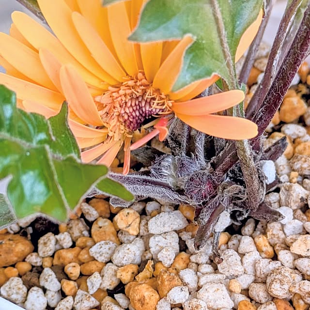 mi-saさんの部屋