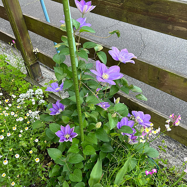 Shokoさんの部屋