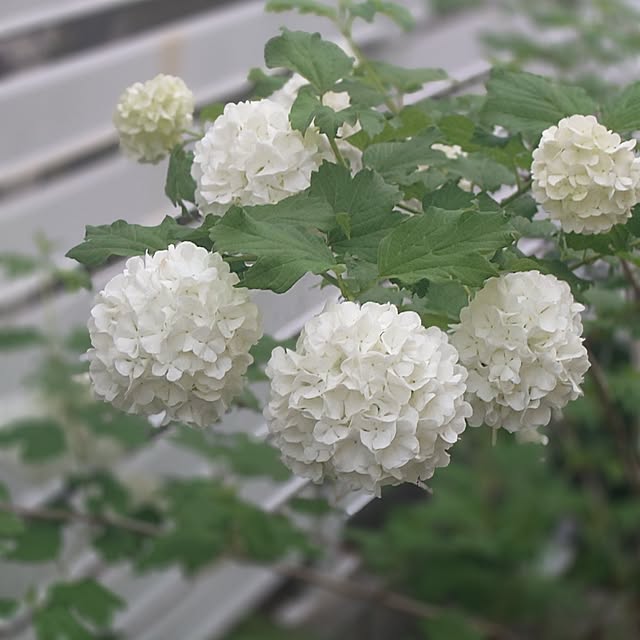 hanakusukuさんの実例写真