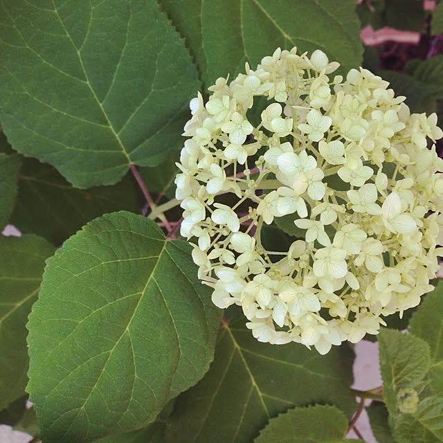 PANNAさんの実例写真