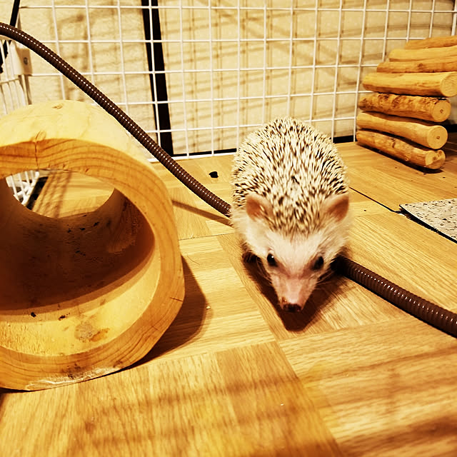 MINIさんの実例写真