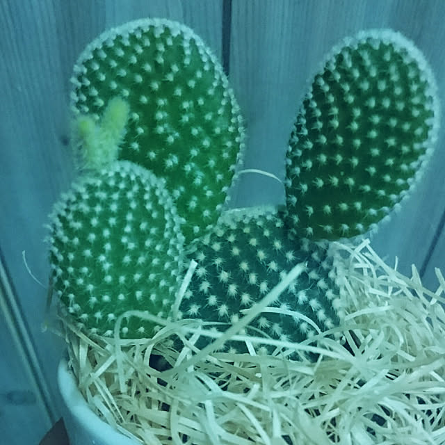 kotorinさんの実例写真
