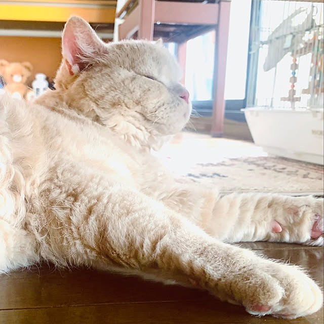 naokoさんの実例写真