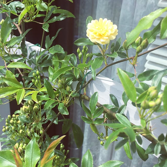 bibianさんの実例写真