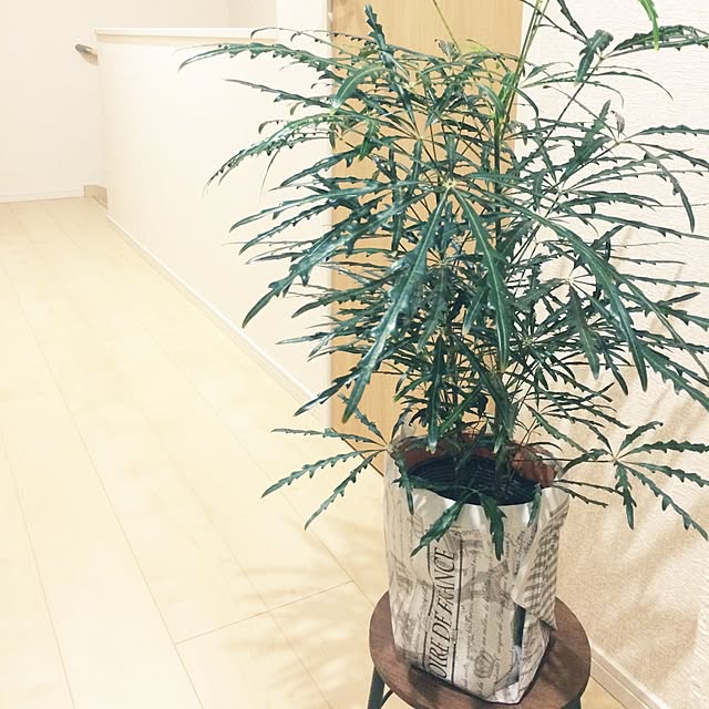 Renさんの実例写真