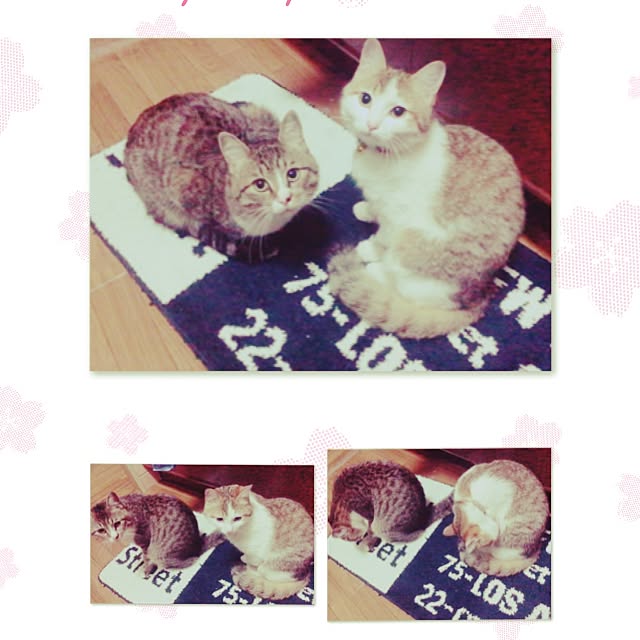 toranosukeさんの実例写真