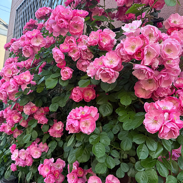 RoseLife5818さんの実例写真