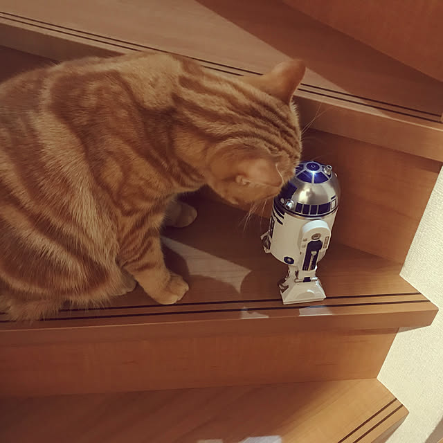 polcoさんの実例写真