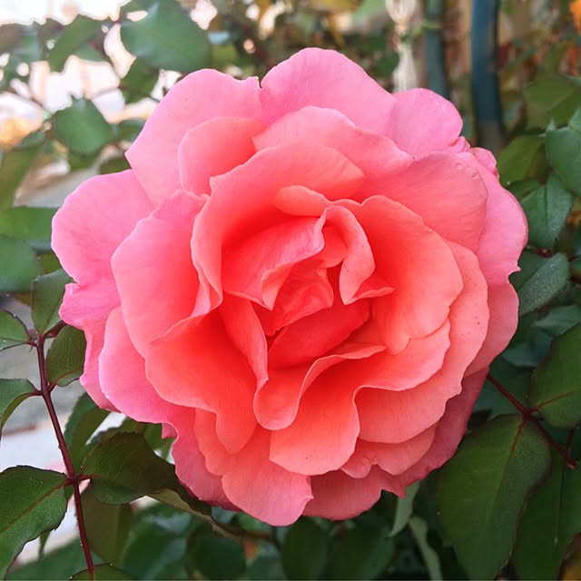 HappyRoseさんの実例写真