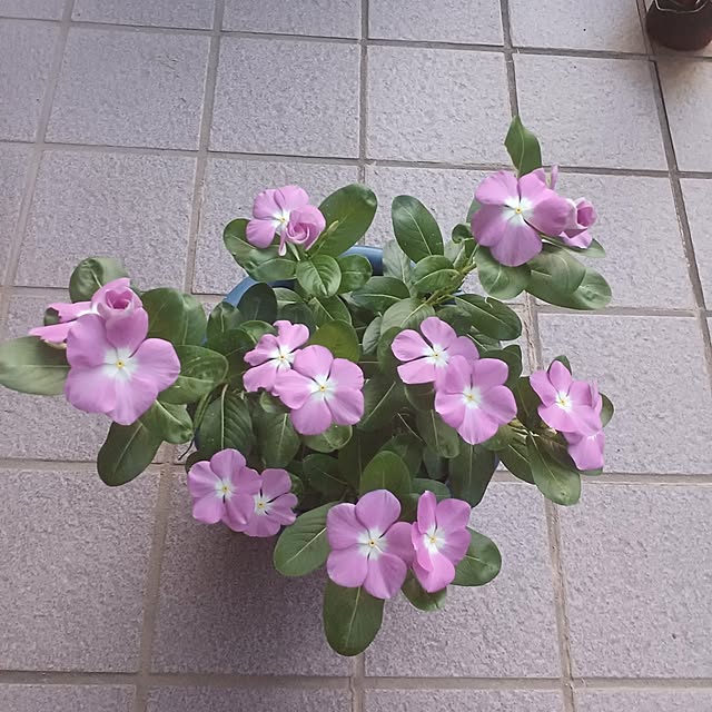 tuushiさんの実例写真