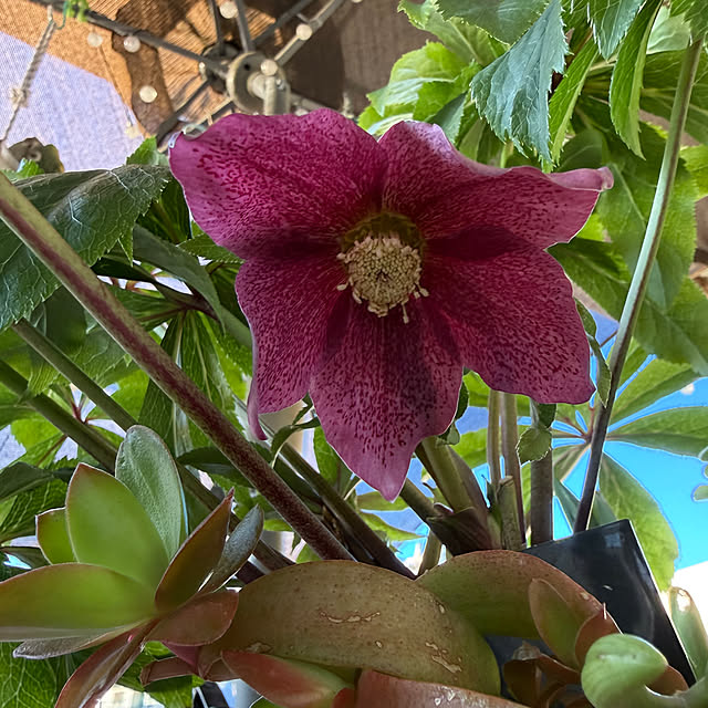 Aqettyさんの部屋