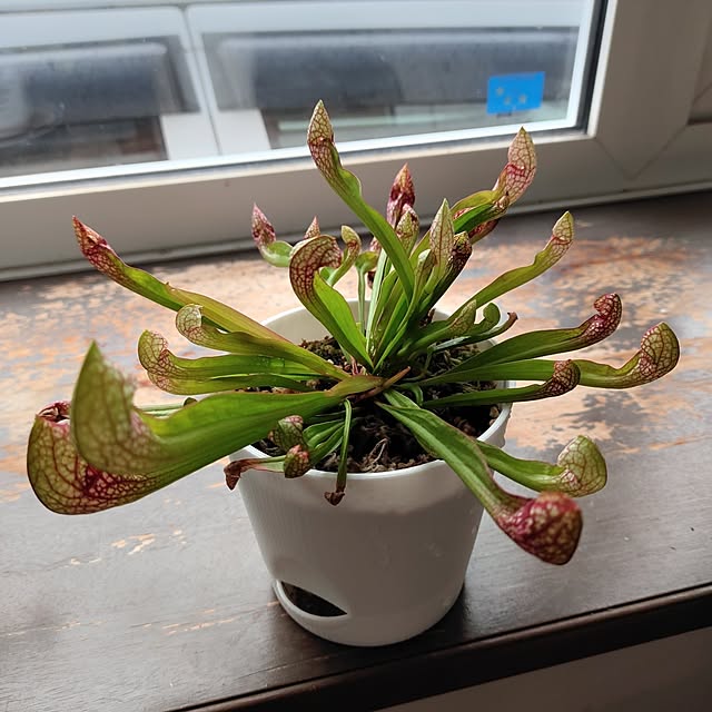kiraさんの部屋