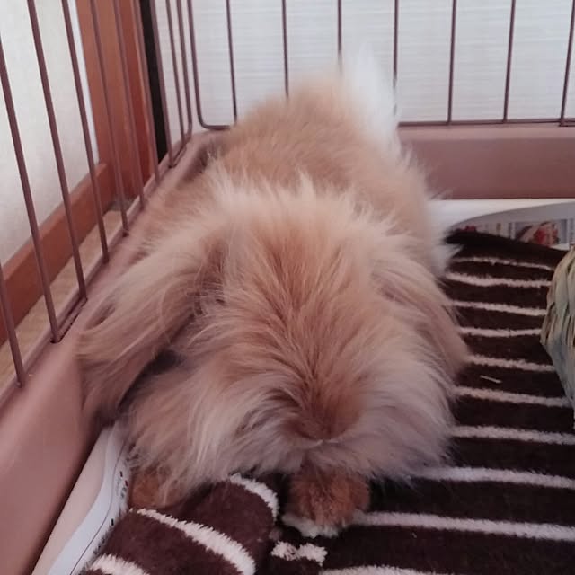 nana80174886hさんの実例写真