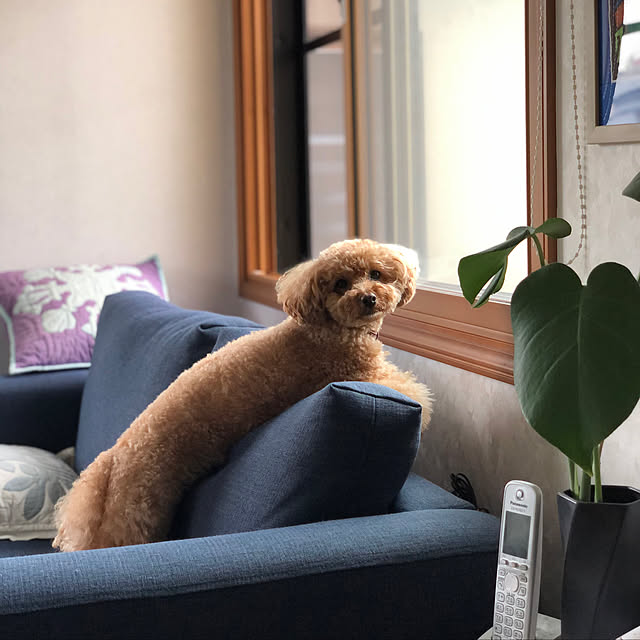 chaimomさんの実例写真