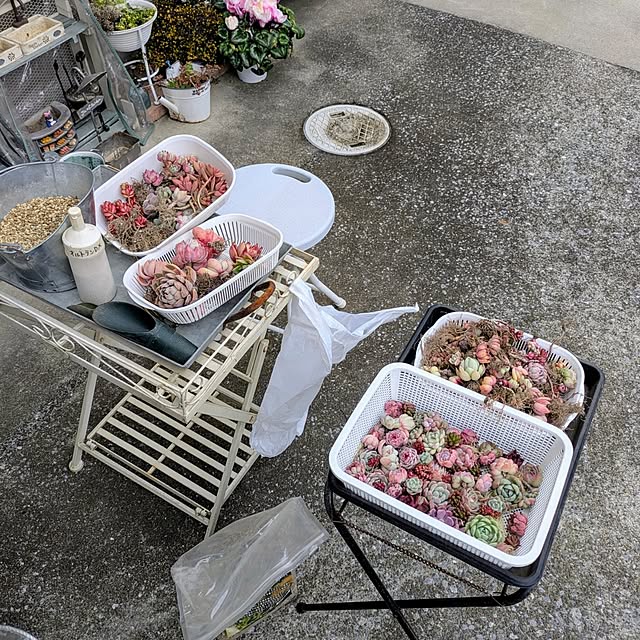 purpureさんの部屋