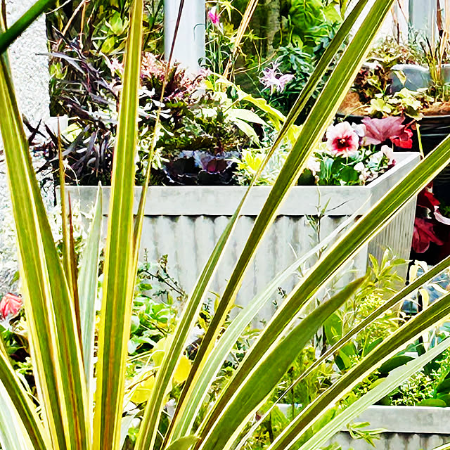 DAYONEさんの実例写真